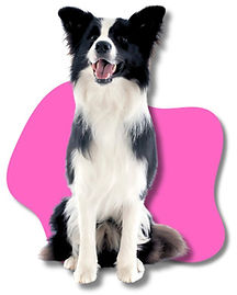 ABC Dogs NZ Dog Training Dunedin and Mosgiel. Calm dog after dog training