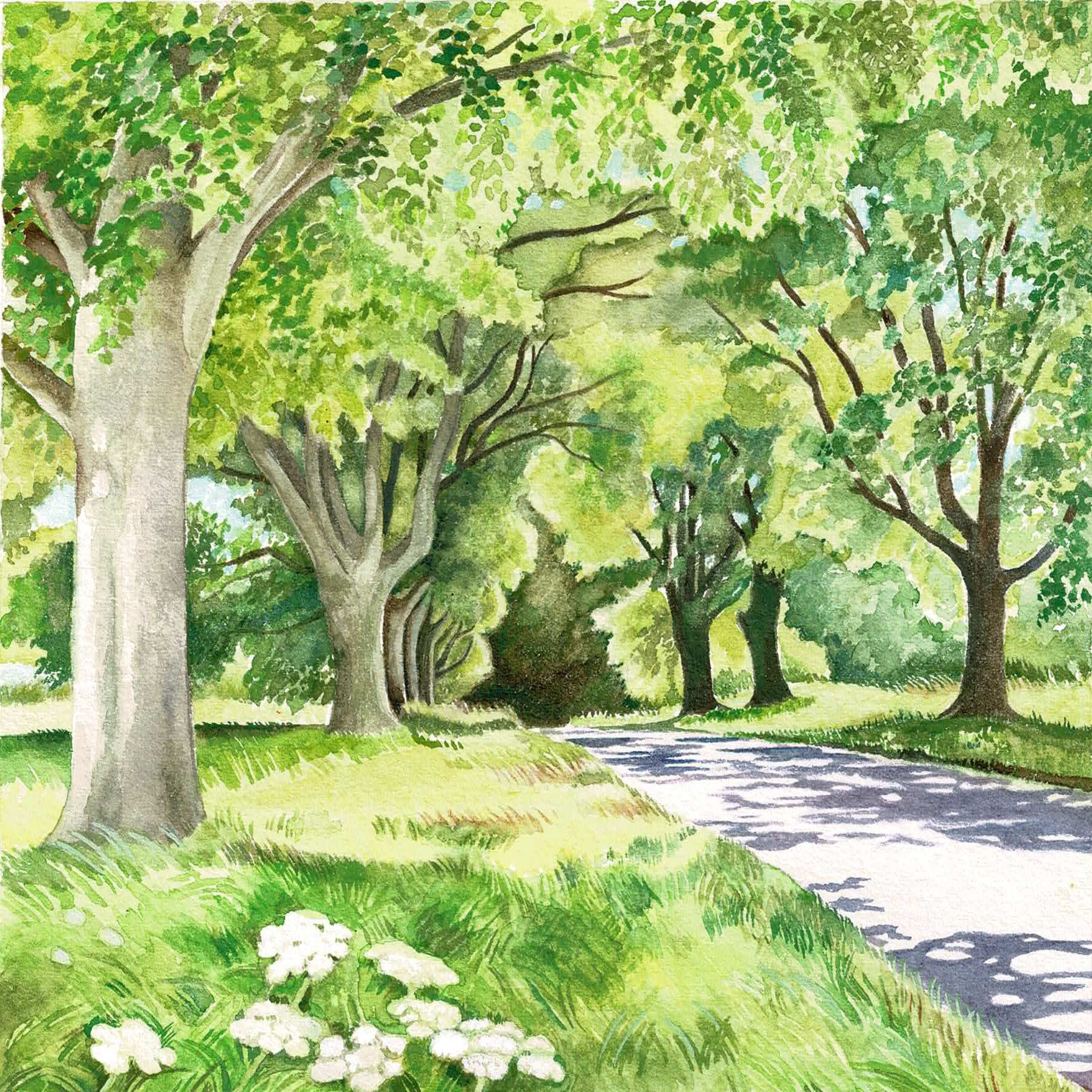 Summer Beeches - PRINT - NANCY JONES