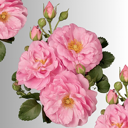 Eau de rose de Damas (hydrolat) – Rosa damascena