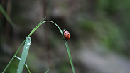 Ladybug Journey