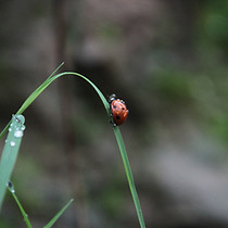 Ladybug Journey