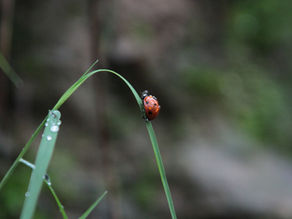 PBES announces co-chairs to lead key assessment of invasive alien species