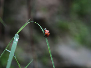 Why we need more ladybugs