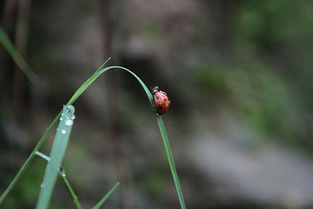 Ladybug Journey