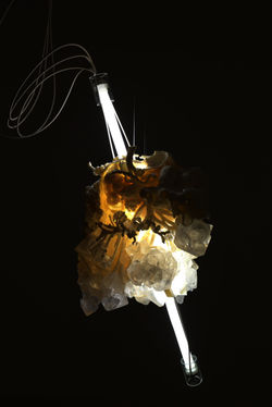 Metamorphosis or Confrontation—Tobias Klein