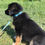 Thumbnail: Dusty, male, born February