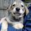 Thumbnail: Rickon, male, born mid February