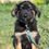 Thumbnail: Dusty, male, born February
