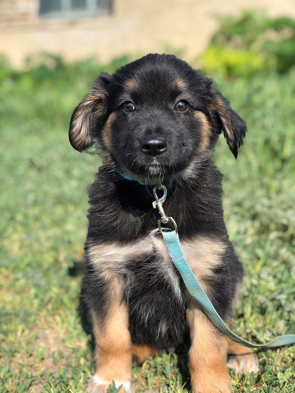 Dusty, male, born February