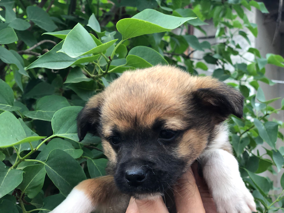 Thumbnail: Sasha, born early March