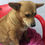 Thumbnail: Tinkerbelle, 4 years, small