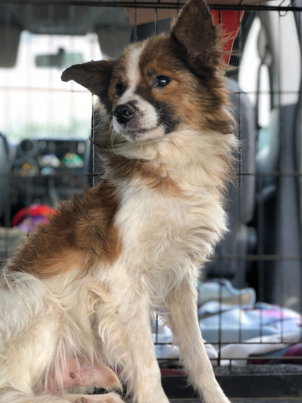 Thumbnail: Leroy, small, gentle oldie