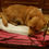 Thumbnail: Tinkerbelle, 4 years, small