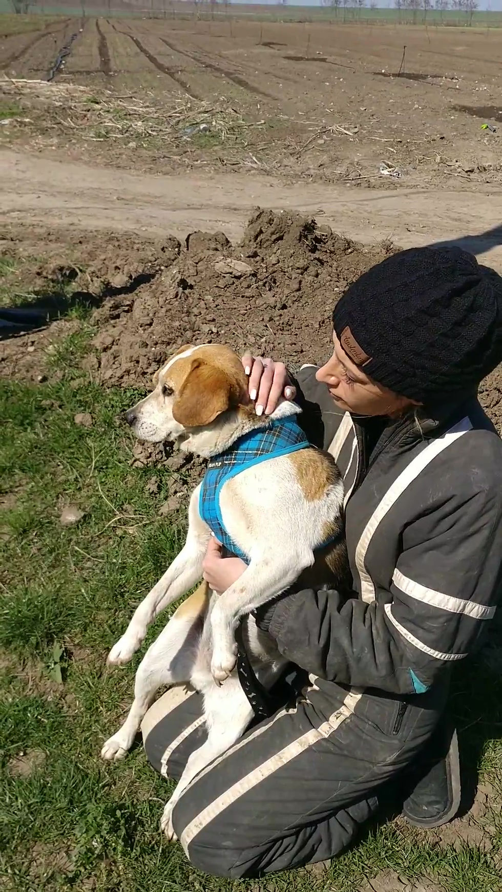 Thumbnail: Billy Beagle, 7 years