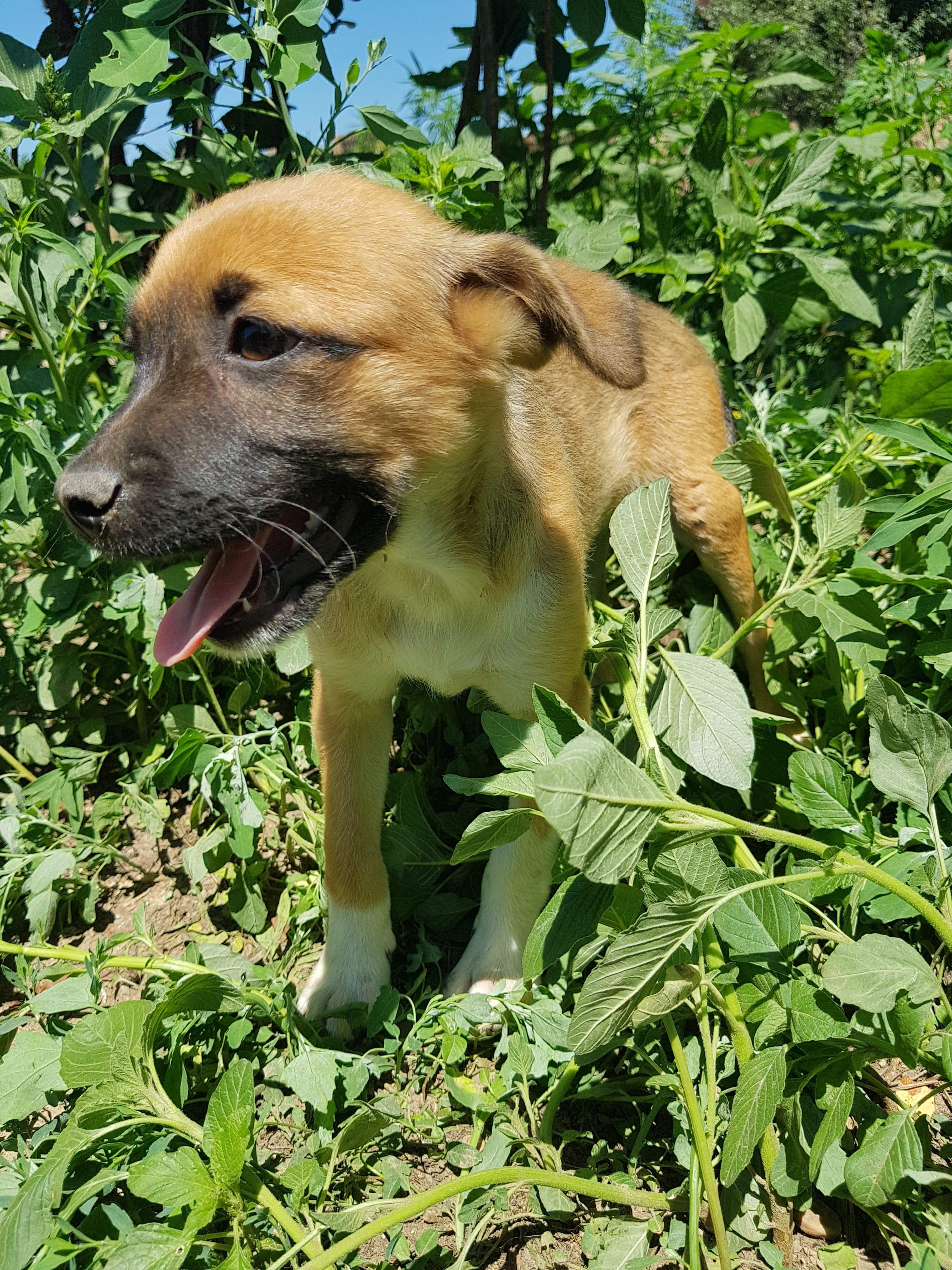 Sasha, born early March