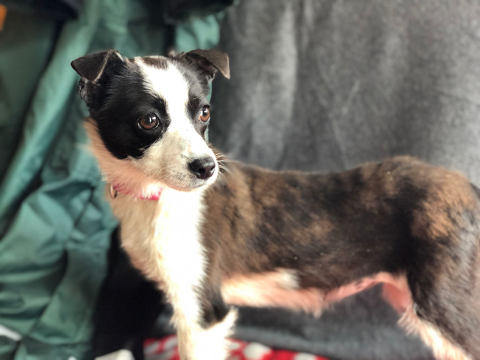 Thumbnail: Phoebe, 1 year, just.  Small