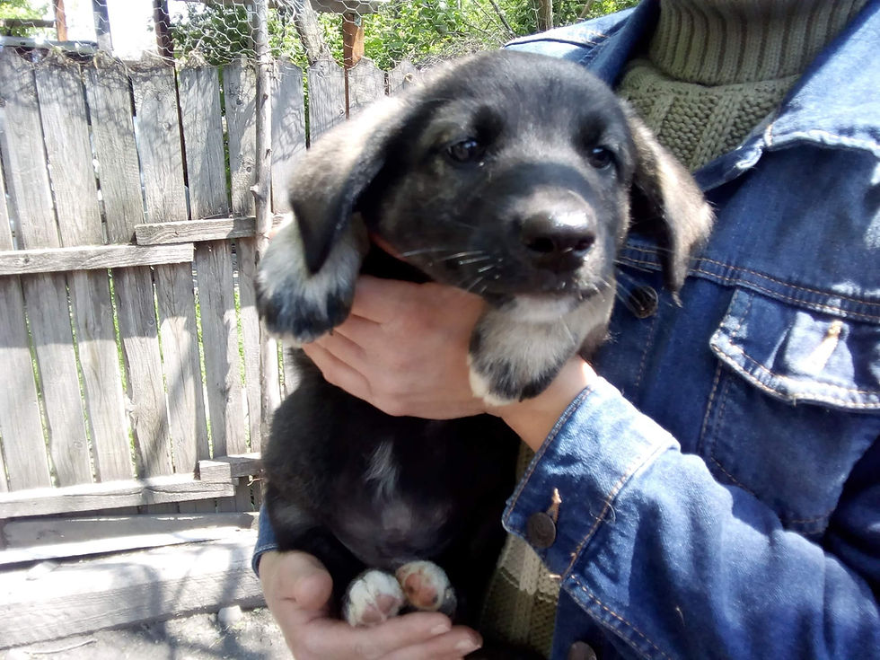 Thumbnail: Ned, boy, born mid February