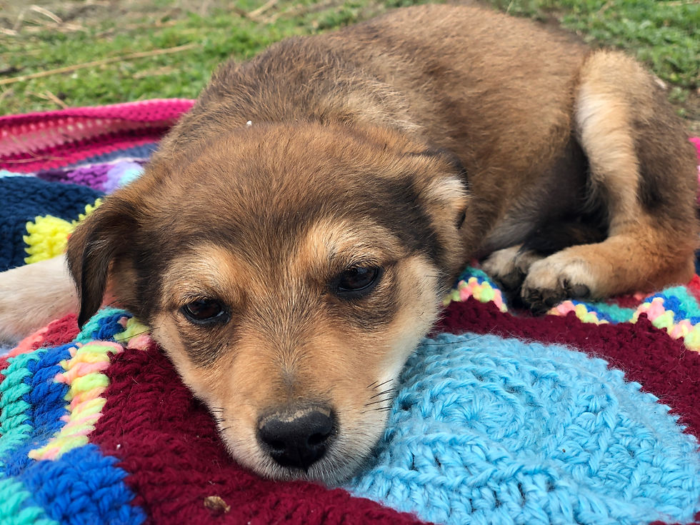 Thumbnail: Marcie, born January, small
