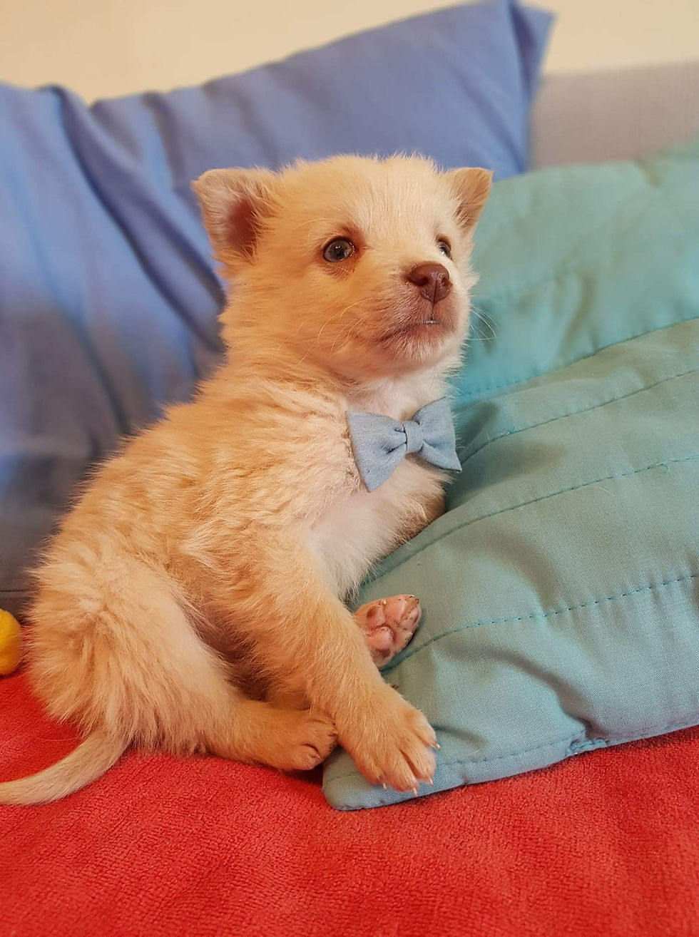 Thumbnail: Caspar, male, born early December
