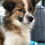 Thumbnail: Leroy, small, gentle oldie