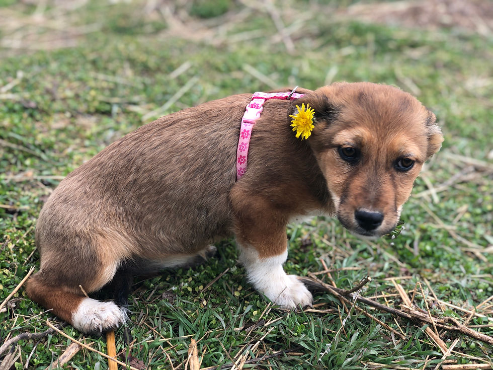 Thumbnail: Merry, very small female, born January