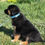 Thumbnail: Dusty, male, born February