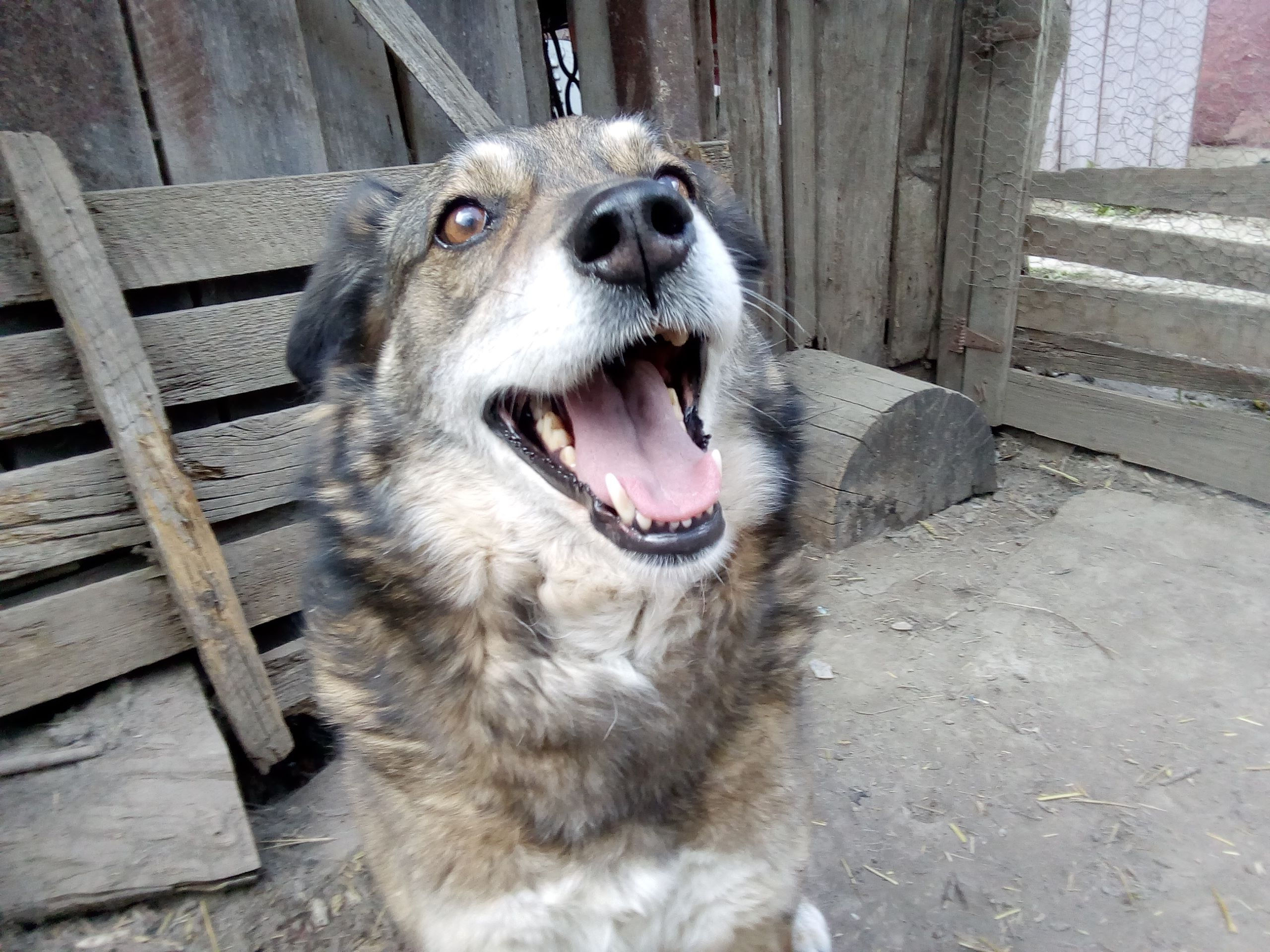 Tally, 7 yrs , a sad tale