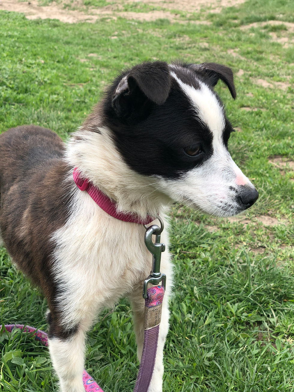 Thumbnail: Phoebe, 1 year, just.  Small