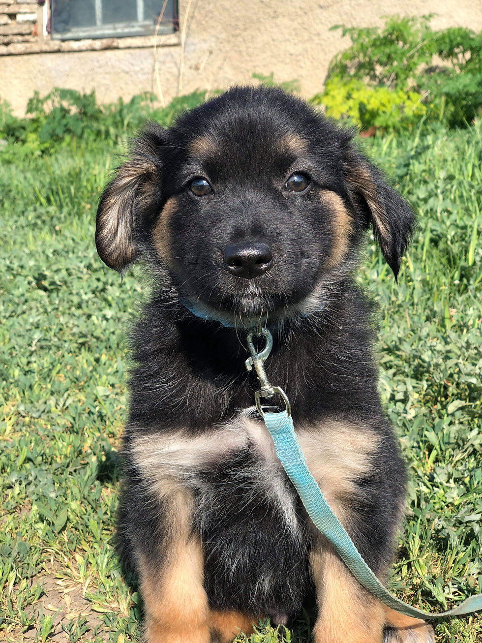 Thumbnail: Dusty, male, born February