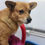 Thumbnail: Tinkerbelle, 4 years, small