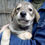Thumbnail: Rickon, male, born mid February