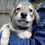Thumbnail: Rickon, male, born mid February
