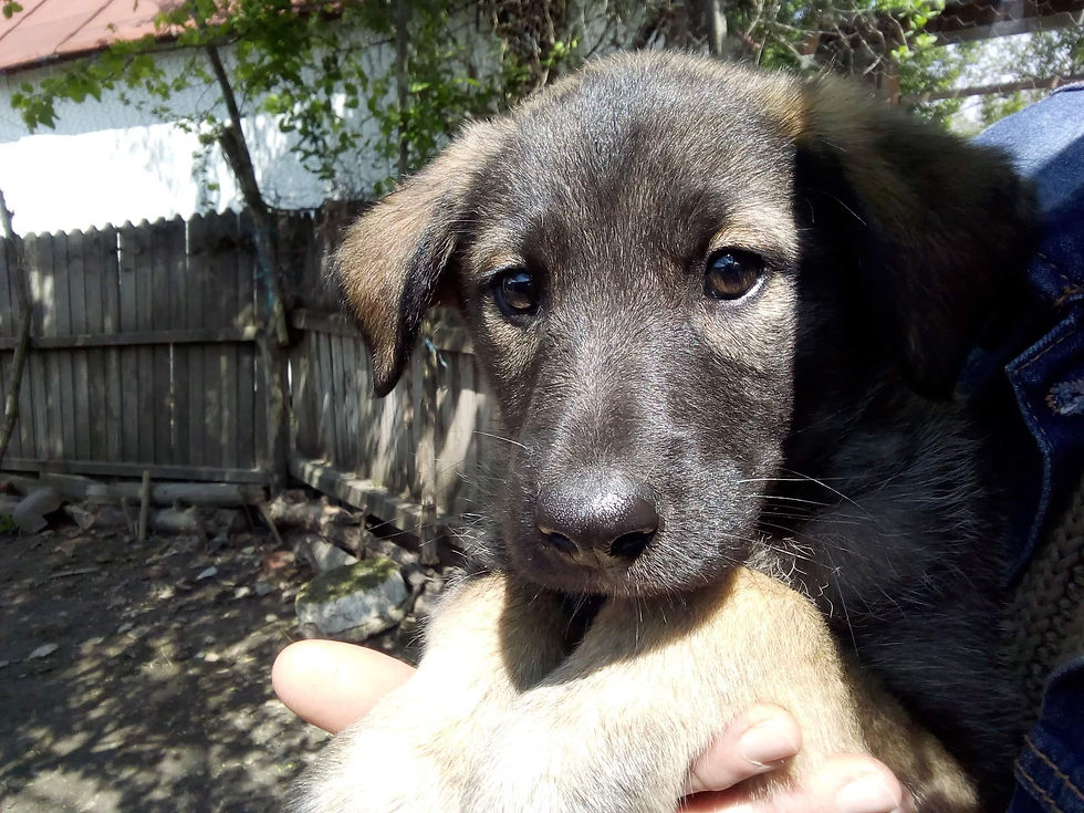 Thumbnail: Robb, male, born mid February