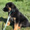 Thumbnail: Dusty, male, born February