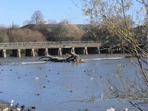 les-berges-de-l-ill-mulhouse-14254663690.jpg