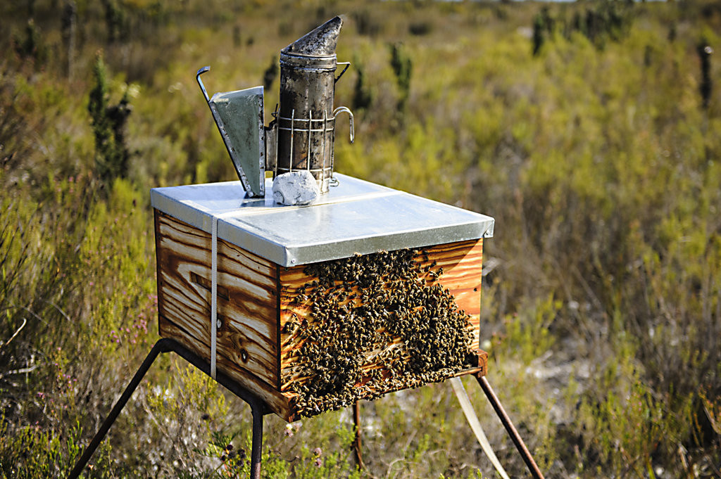 Honey Bee Removal Service in Los Angeles Expert Bee Catchers Honey Bee Removal Service in Los Angeles Expert Bee Catchers