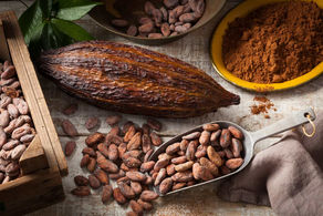 De la fève de cacao à la couverture