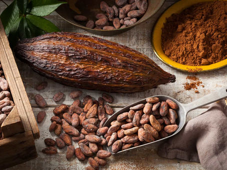 De la fève de cacao à la couverture