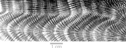 02_xray_coral_rt.jpg