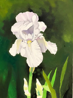 white_iris-min.jpeg