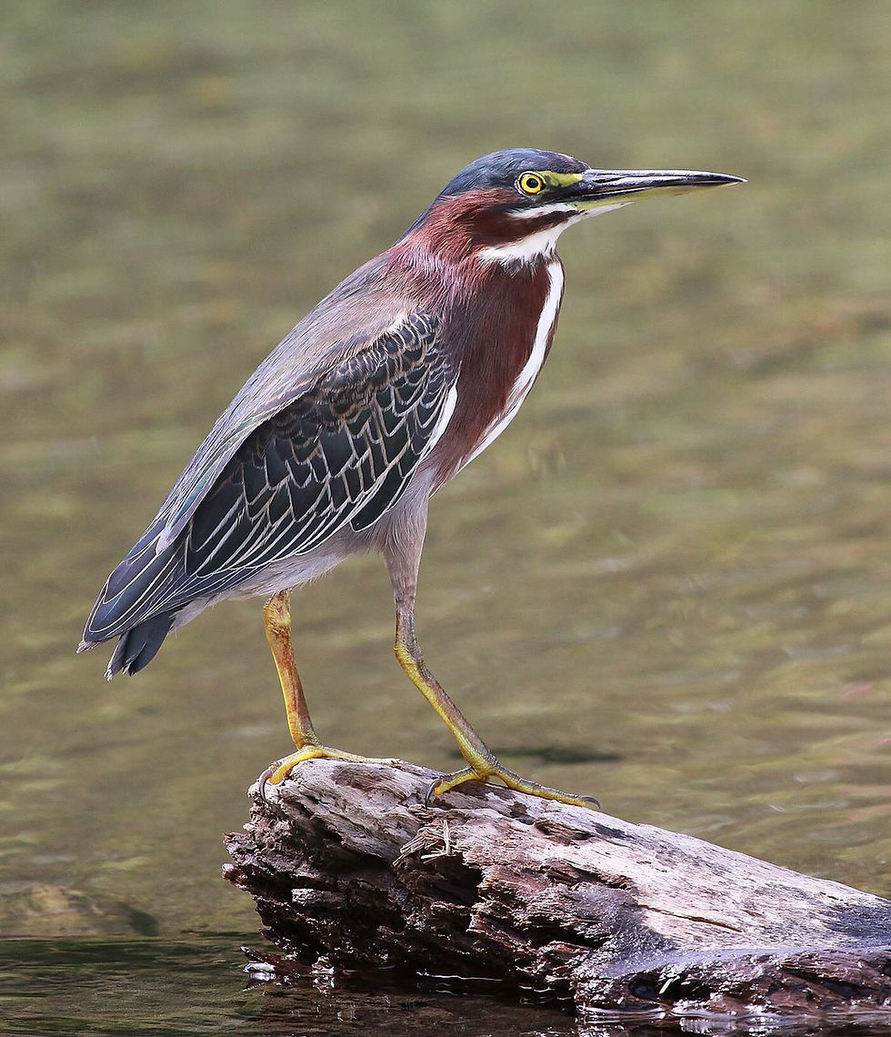 Héron vert perché sur une branche dans la mangrove de Génipa en Martinique