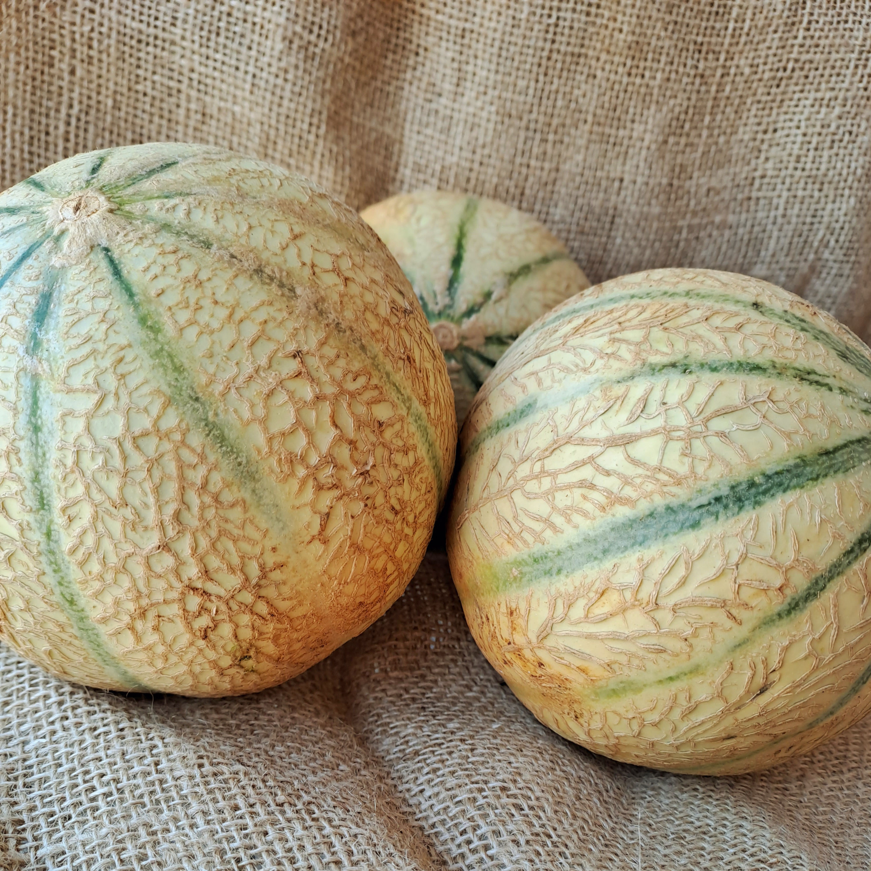 Melon
