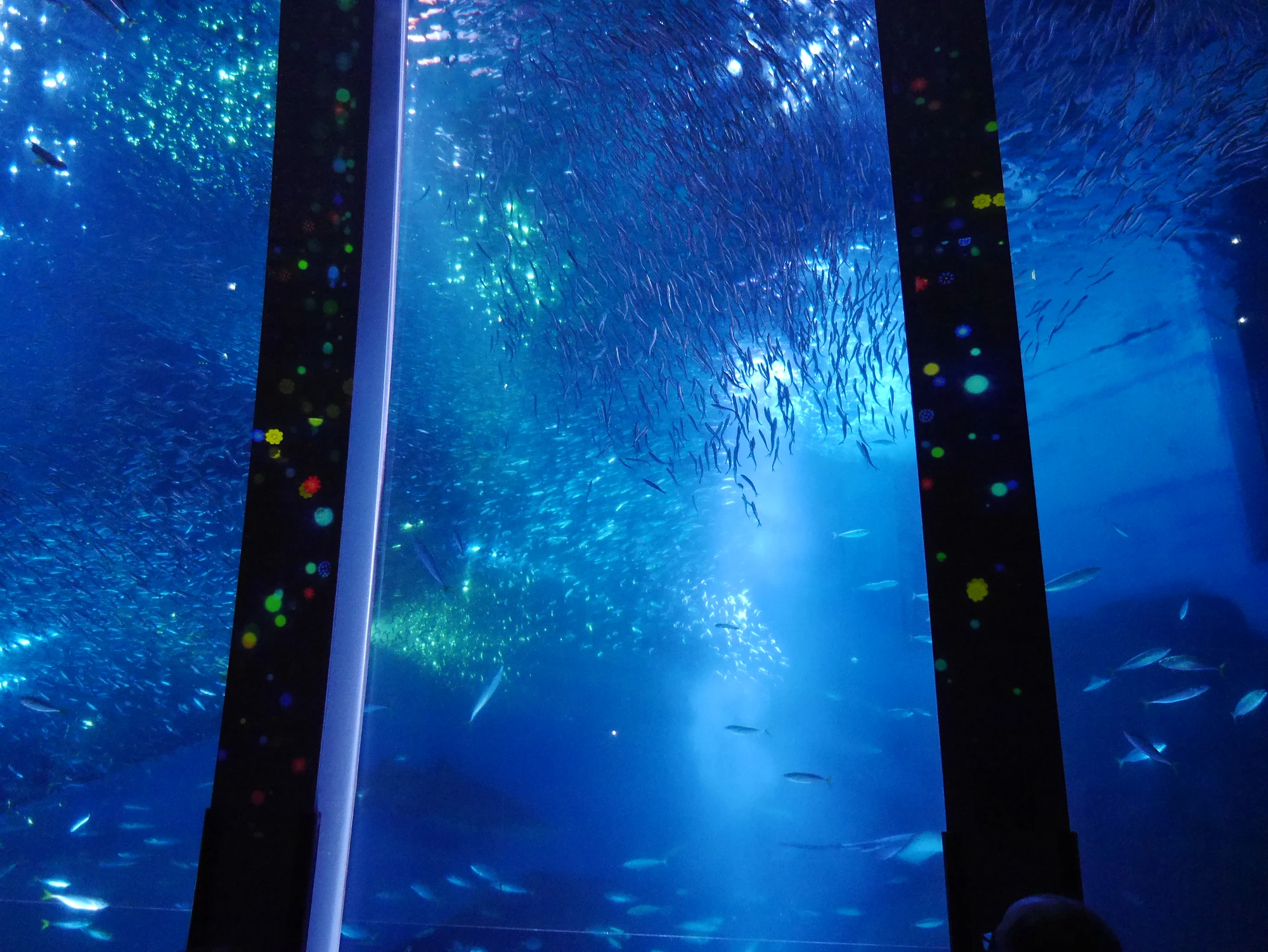 八景島シーパラダイス 感動のイワシイリュージョン