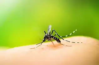 Mosquito Control.webp