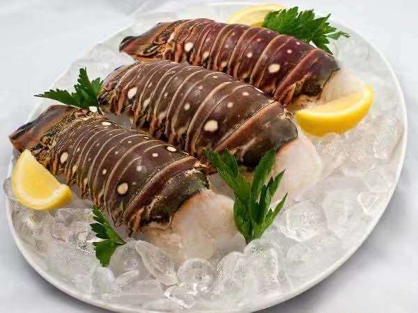 Lobster