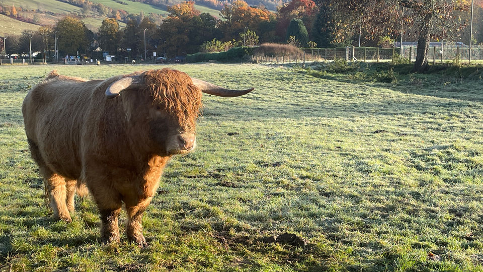 Highland cow-local resident