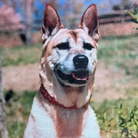 A Whisker’s Wish – Mobile Veterinarian in Woodstock, VA