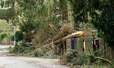 fallen-tree-blocking-road-in-suburban-neighborhood-2026-03-17-05-35-10-utc_11zon.jpg