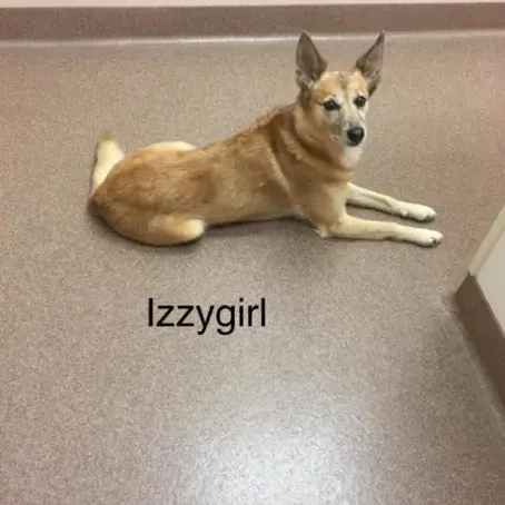 A Whisker’s Wish – Mobile Veterinarian in Woodstock, VA