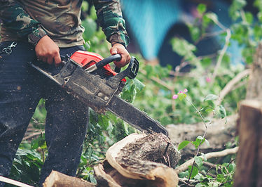 The-Art-of-Tree-Removal-Techniques-Tools-and-Tips-for-a-Safe-and-Efficient-Process.jpg